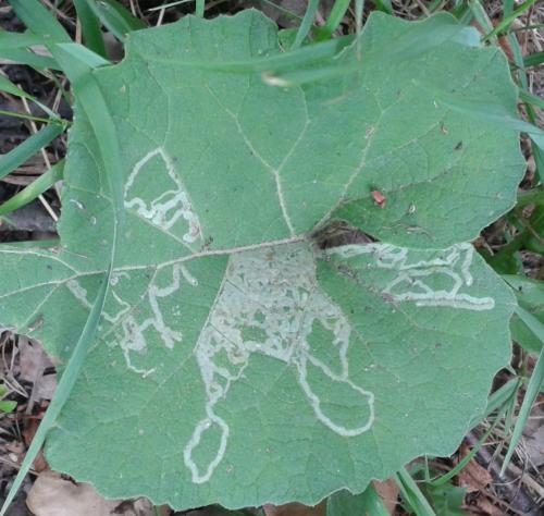 Phytomyza lappae